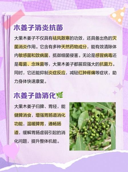 孕妇可以吃木姜子吗_木姜子对孕妇安全吗-第1张图片-星辰妙记