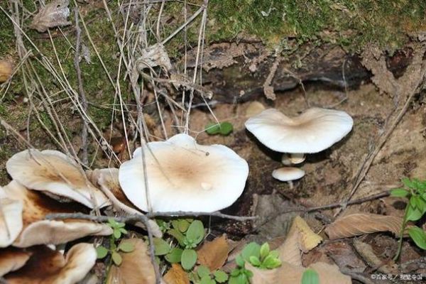 寒菌孕妇可以吃吗_孕妇吃寒菌注意事项-第1张图片-星辰妙记 寒菌孕妇可以吃吗_孕妇吃寒菌注意事项-第1张图片-星辰妙记