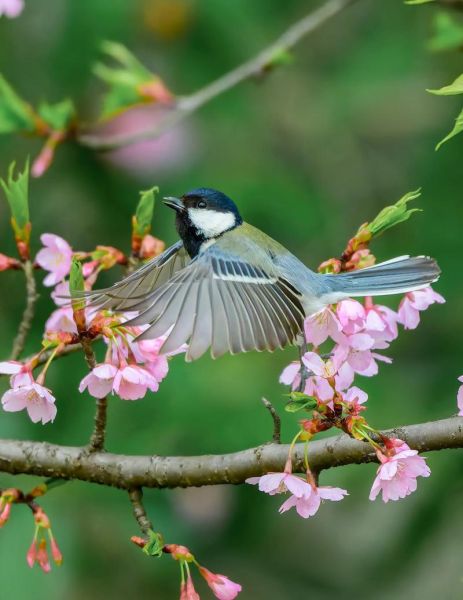 尼康打鸟镜头推荐_打鸟用什么尼康镜头好-第2张图片-星辰妙记