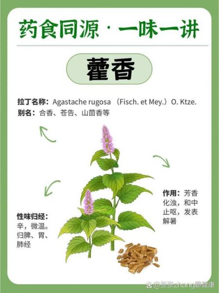 孕妇可以吃藿香吗_藿香对孕妇的影响-第1张图片-星辰妙记 孕妇可以吃藿香吗_藿香对孕妇的影响-第1张图片-星辰妙记