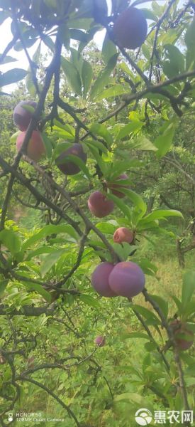 灰子水果孕妇可以吃吗_灰子水果对胎儿有影响吗-第1张图片-星辰妙记 灰子水果孕妇可以吃吗_灰子水果对胎儿有影响吗-第1张图片-星辰妙记