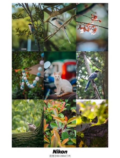 尼康18300三代值得买吗_实拍画质评测-第1张图片-星辰妙记