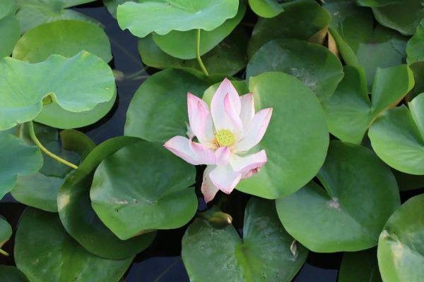 如何下载小镜头_小镜头下载后怎么安装-第2张图片-星辰妙记