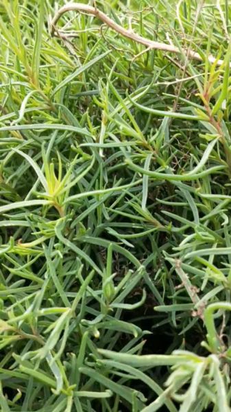 黄西菜孕妇可以吃吗_孕期吃黄西菜注意事项-第2张图片-星辰妙记