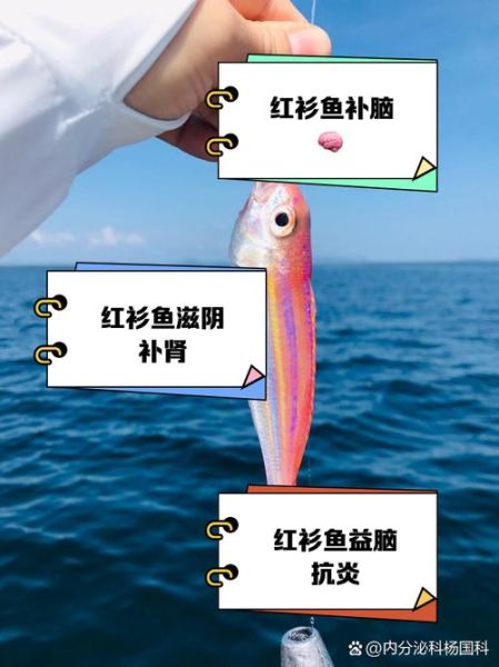 孕妇能吃红衫鱼吗_红衫鱼孕期食用禁忌-第3张图片-星辰妙记