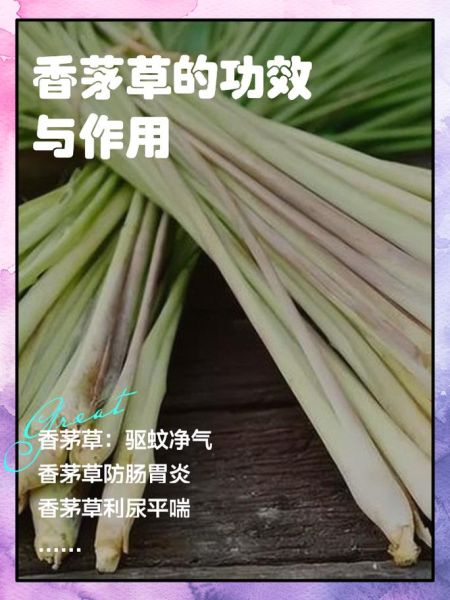 孕妇可以吃香茅吗_香茅对孕妇的影响-第1张图片-星辰妙记 孕妇可以吃香茅吗_香茅对孕妇的影响-第1张图片-星辰妙记