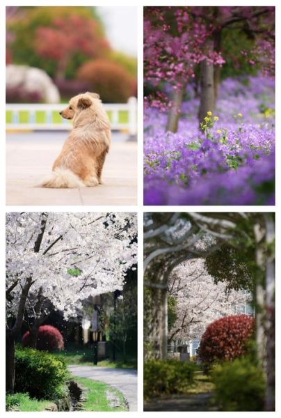 森养镜头官网正品怎么买_森养镜头保修政策详解-第1张图片-星辰妙记