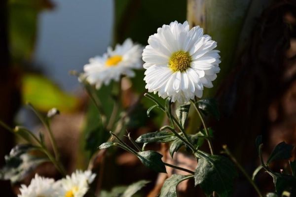 18-105镜头适合拍什么_18-105镜头画质好吗-第3张图片-星辰妙记