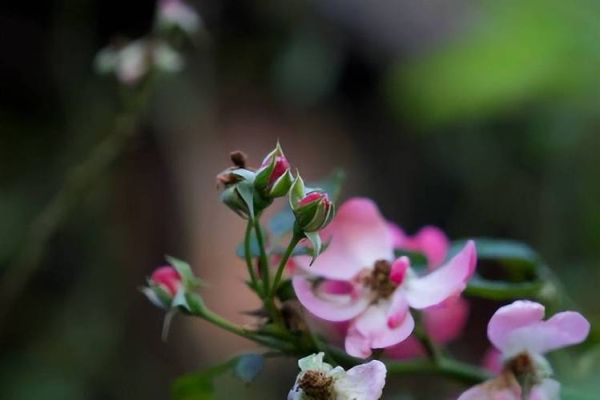 f4光圈适合拍什么_f4镜头虚化效果好吗-第1张图片-星辰妙记