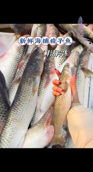 孕妇可以吃梭鱼吗_梭鱼对孕妇的好处与禁忌-第3张图片-星辰妙记