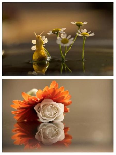 微距镜头怎么选_微距镜头推荐哪款-第2张图片-星辰妙记