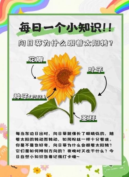 向日葵为什么总是向着太阳_向日葵的花语是什么-第1张图片-星辰妙记