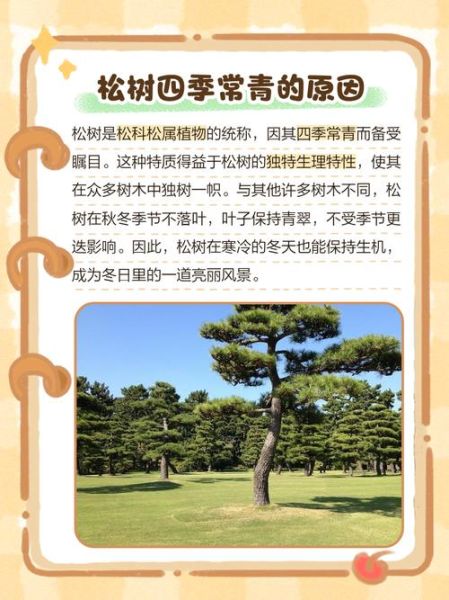 一棵松树能活多久_松树为什么四季常青-第1张图片-星辰妙记