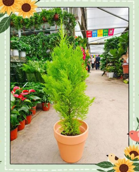 一棵松树能活多久_松树为什么四季常青-第3张图片-星辰妙记