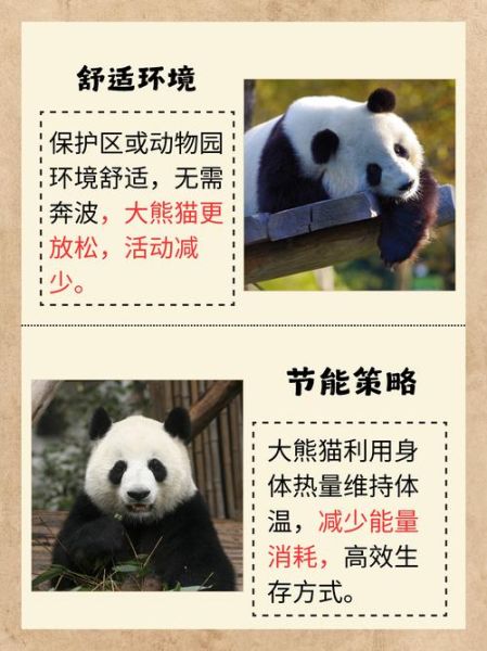 熊猫为什么被视为国宝_熊猫的生活习性有哪些-第1张图片-星辰妙记