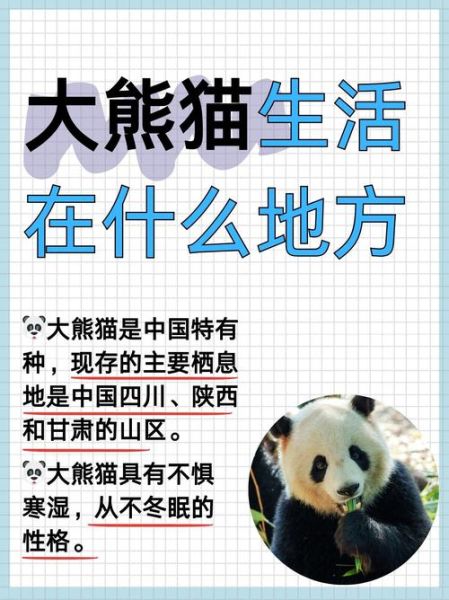 熊猫为什么被视为国宝_熊猫的生活习性有哪些-第2张图片-星辰妙记