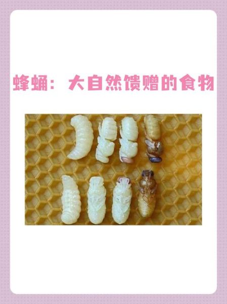 孕妇能吃蜂蛹吗_蜂蛹营养价值与禁忌-第3张图片-星辰妙记