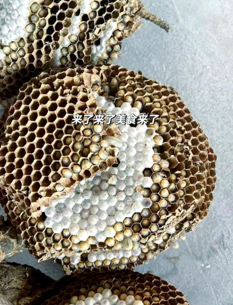 孕妇能吃蜂蛹吗_蜂蛹营养价值与禁忌-第2张图片-星辰妙记
