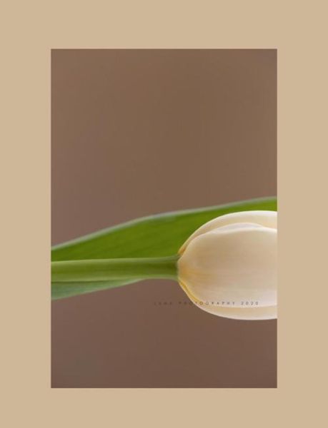 静物摄影镜头怎么选_静物摄影用什么镜头最好-第3张图片-星辰妙记