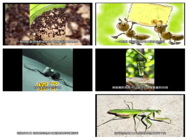 蚂蚁搬食物的过程_蚂蚁为什么能搬动比自己大的食物-第3张图片-星辰妙记