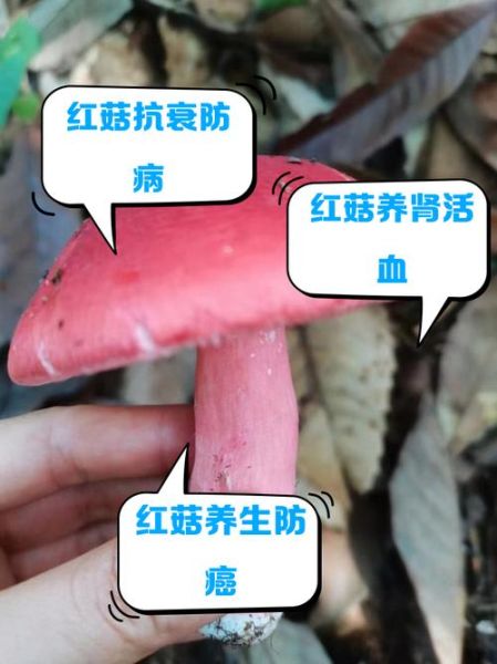 红菇孕妇可以吃吗_红菇对胎儿有影响吗-第1张图片-星辰妙记