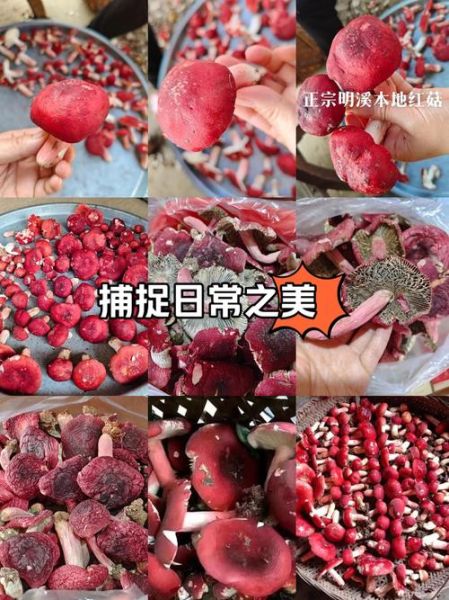 红菇孕妇可以吃吗_红菇对胎儿有影响吗-第3张图片-星辰妙记
