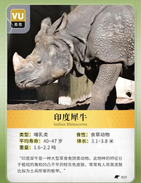 犀牛是哺乳动物吗_犀牛为什么濒危-第2张图片-星辰妙记