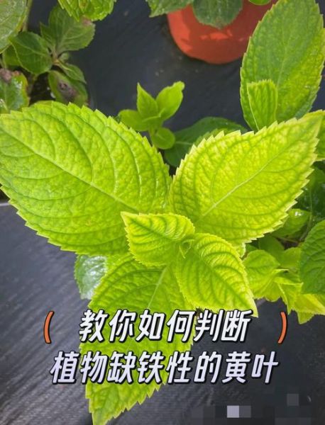 植物怎么养才能不黄叶_适合新手养的植物有哪些-第3张图片-星辰妙记
