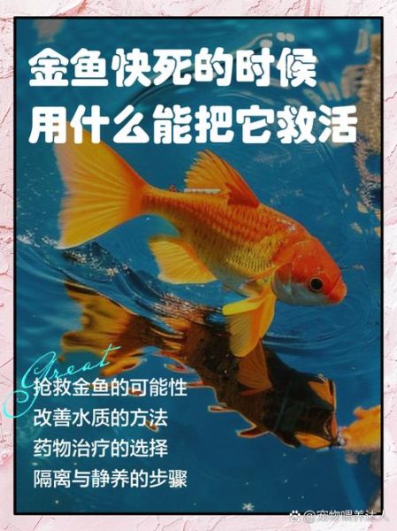 孕妇梦见金鱼死了_梦见金鱼死了预示什么-第1张图片-星辰妙记 孕妇梦见金鱼死了_梦见金鱼死了预示什么-第1张图片-星辰妙记