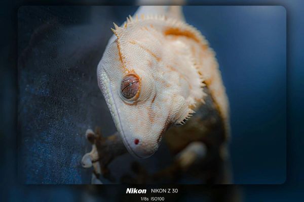 尼康微距镜头哪个好_尼康微距镜头怎么选-第3张图片-星辰妙记