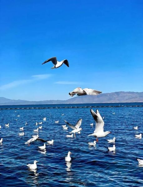 洱海在哪里_洱海有什么好玩的-第1张图片-星辰妙记