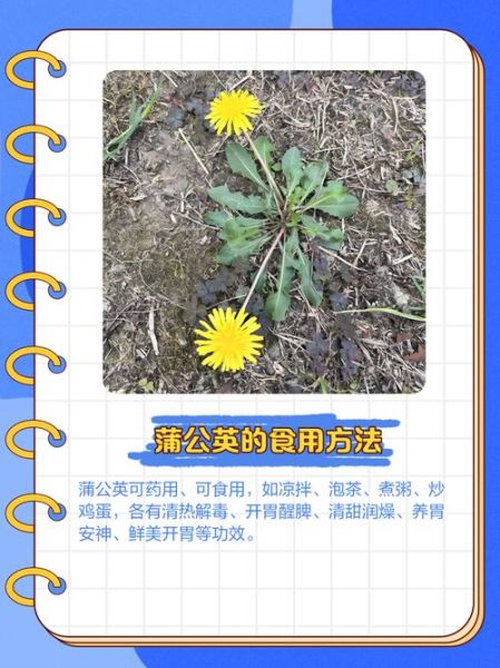 孕妇能吃蒲公英野菜吗_蒲公英野菜对胎儿有影响吗-第1张图片-星辰妙记