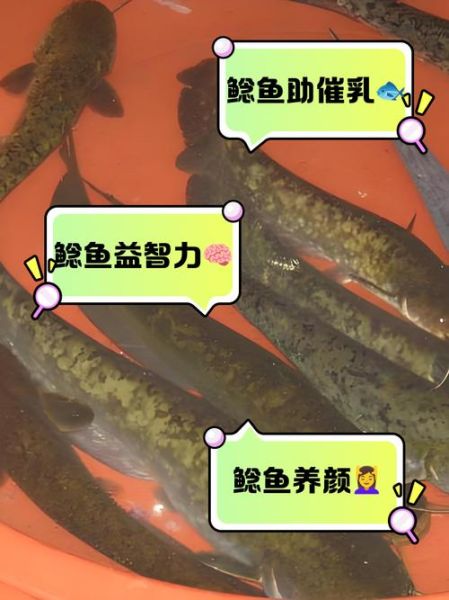 孕妇能吃鲶鱼吗_鲶鱼对孕妇的好处与禁忌-第2张图片-星辰妙记