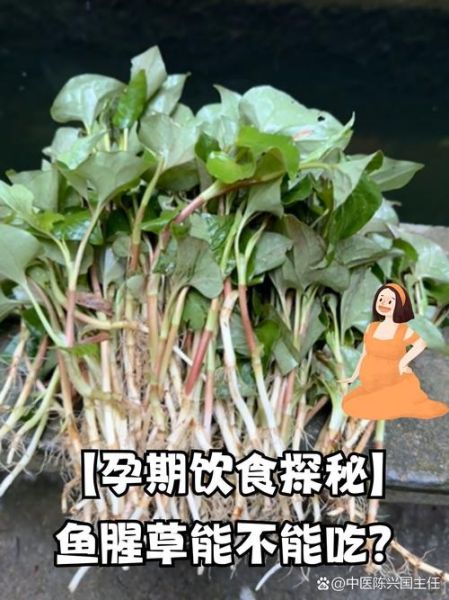 孕妇可以吃鱼腥草吗_鱼腥草对胎儿有影响吗-第1张图片-星辰妙记