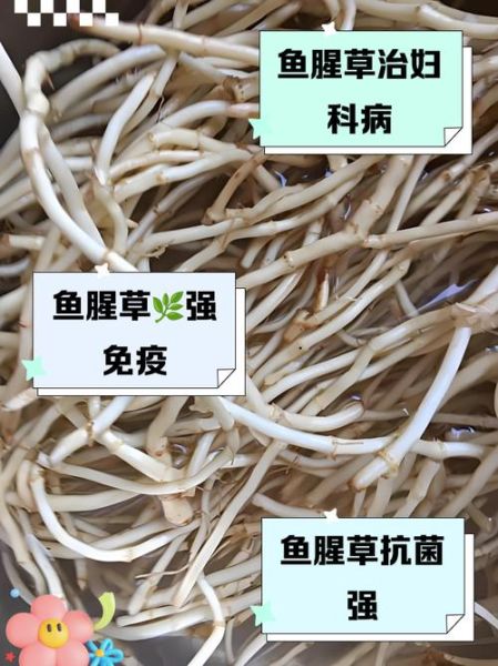 孕妇可以吃鱼腥草吗_鱼腥草对胎儿有影响吗-第3张图片-星辰妙记
