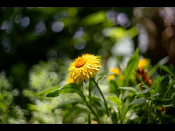 焦外好的镜头推荐_如何挑选奶油般虚化-第2张图片-星辰妙记 焦外好的镜头推荐_如何挑选奶油般虚化-第2张图片-星辰妙记