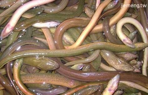 孕妇梦见被黄鳝咬_梦见黄鳝咬自己是什么意思-第1张图片-星辰妙记 孕妇梦见被黄鳝咬_梦见黄鳝咬自己是什么意思-第1张图片-星辰妙记