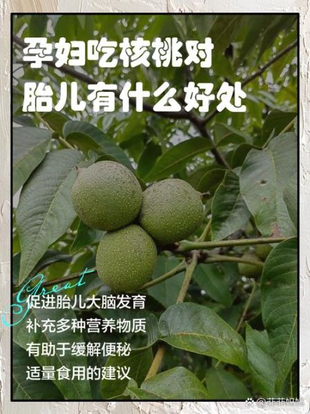 孕妇吃核桃对胎儿有什么好处_一天吃几个核桃最科学-第1张图片-星辰妙记 孕妇吃核桃对胎儿有什么好处_一天吃几个核桃最科学-第1张图片-星辰妙记