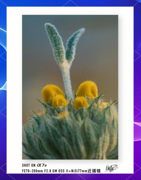 超级微距镜头怎么选_拍细节用什么镜头-第1张图片-星辰妙记