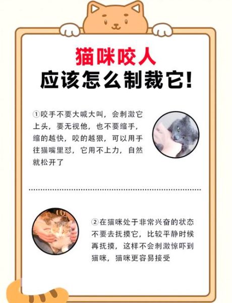 猫咪为什么掏镜头_如何阻止猫抓相机-第2张图片-星辰妙记