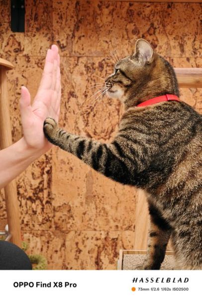 猫咪为什么掏镜头_如何阻止猫抓相机-第1张图片-星辰妙记