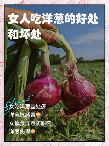 孕妇能吃洋葱吗_怀孕初期吃洋葱安全吗-第1张图片-星辰妙记 孕妇能吃洋葱吗_怀孕初期吃洋葱安全吗-第1张图片-星辰妙记