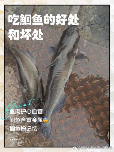 孕妇能吃鮰鱼吗_鮰鱼对孕妇的好处与禁忌-第1张图片-星辰妙记