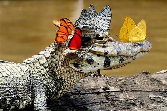 孕妇梦到鳄鱼是胎梦吗_孕妇梦见鳄鱼预示什么-第2张图片-星辰妙记