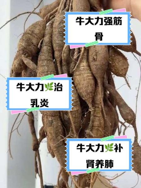 孕妇可以吃牛大力汤吗_牛大力汤对孕妇的影响-第1张图片-星辰妙记