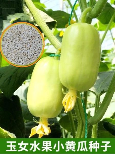 孕妇梦到甜瓜是什么意思_孕妇梦见甜瓜生男生女-第3张图片-星辰妙记 孕妇梦到甜瓜是什么意思_孕妇梦见甜瓜生男生女-第3张图片-星辰妙记