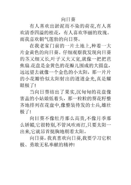 向日葵为什么总是向着太阳_向日葵作文怎么写-第3张图片-星辰妙记