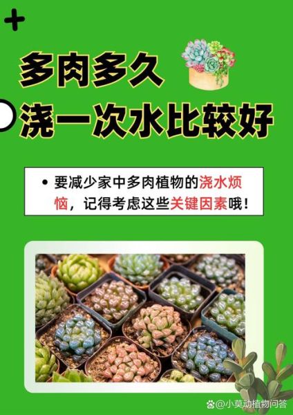 多肉植物怎么养_多肉多久浇一次水-第3张图片-星辰妙记 多肉植物怎么养_多肉多久浇一次水-第3张图片-星辰妙记