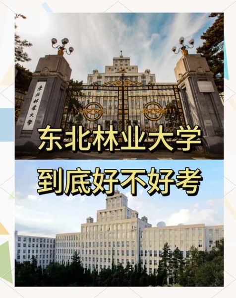 东北林业大学全国排名_报考价值-第2张图片-星辰妙记