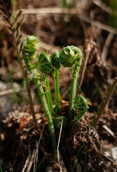 孕妇可以吃蕨菜吗_蕨菜对孕妇的影响-第2张图片-星辰妙记